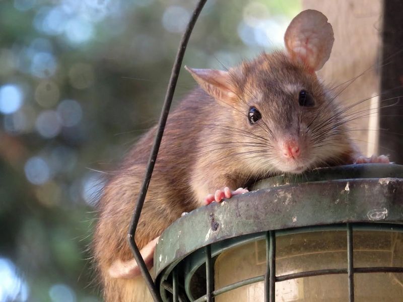 Pet Food Left Outdoors Overnight Draws Unwanted Activity Pet Food Left Outdoors Overnight Draws Unwanted Activity