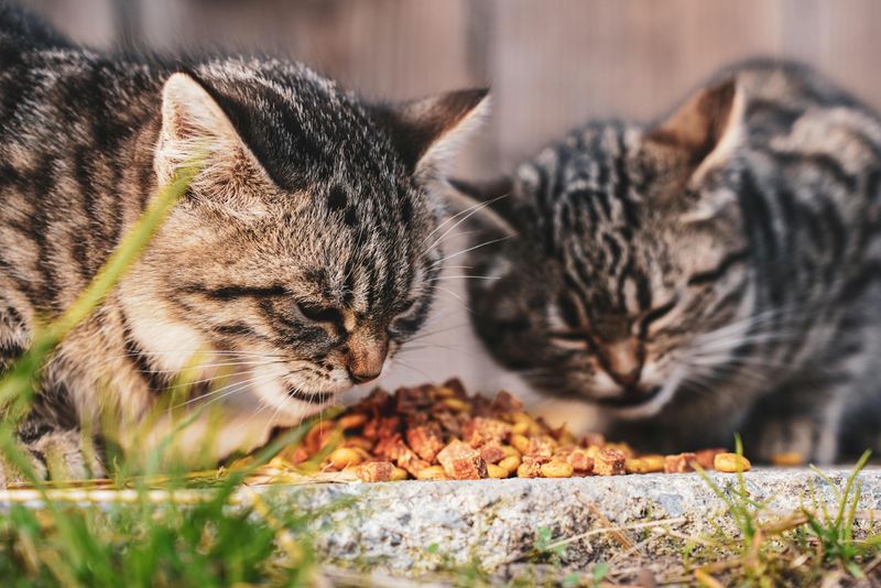 Pet Food Left Outside Draws Them In After Dark Pet Food Left Outside Draws Them In After Dark