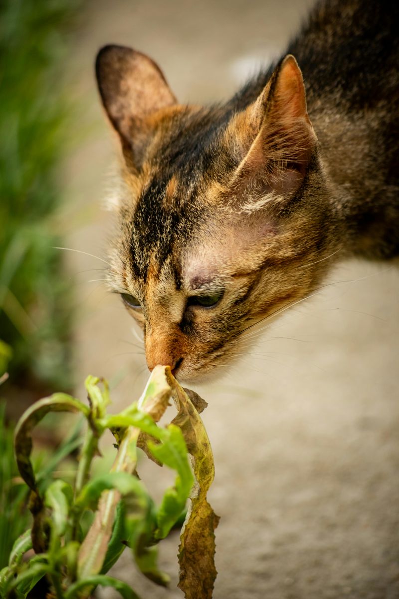 Pets Acting Anxious Or Sniffing Obsessively At Certain Spots