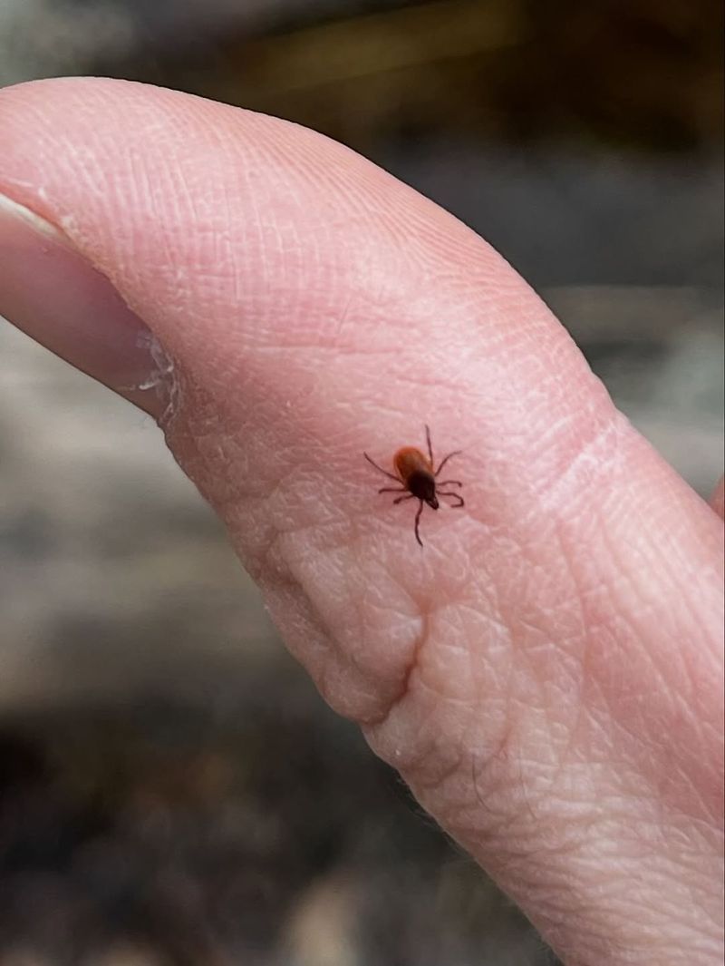 Pets Roaming Through Brush Carry Ticks Back Home