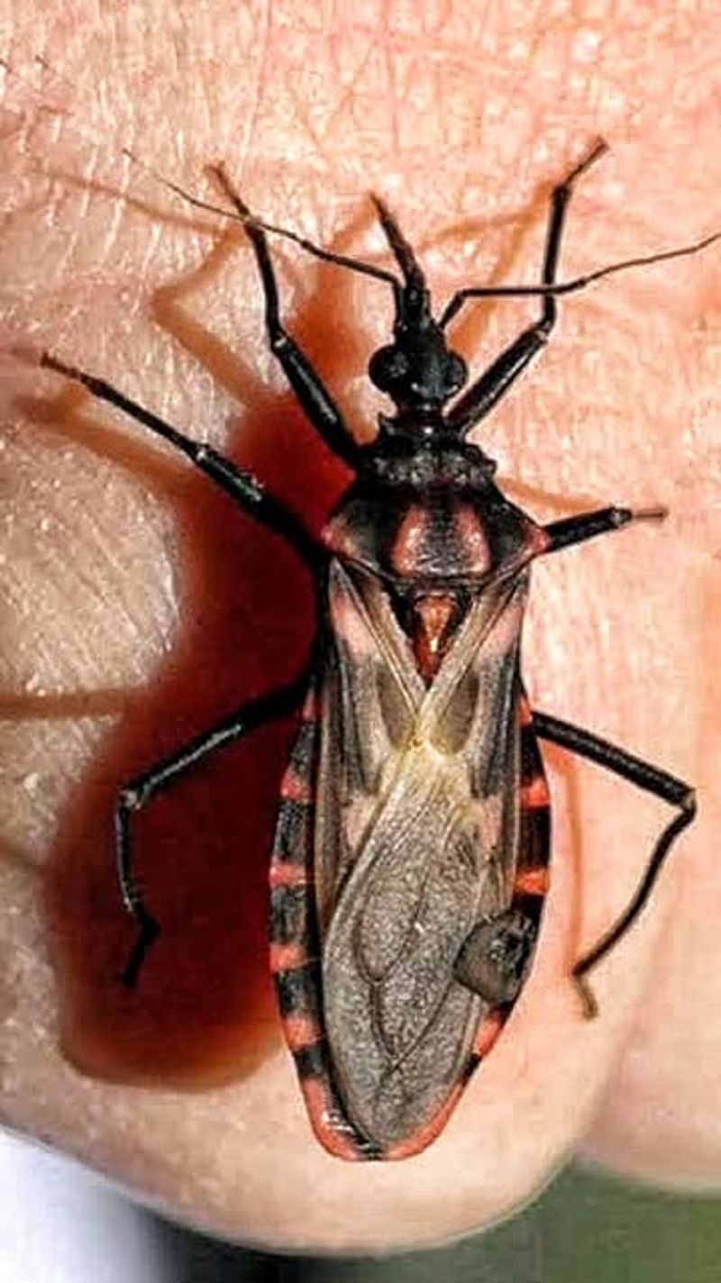 Pets Sleeping Outside May Attract Kissing Bugs Closer