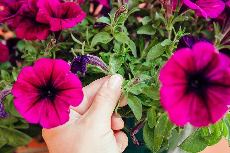 Petunia