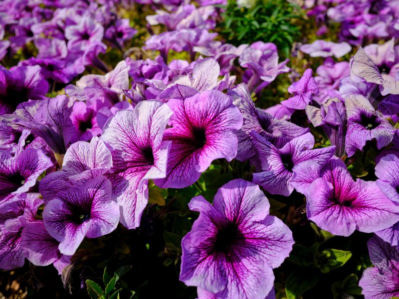 Petunias