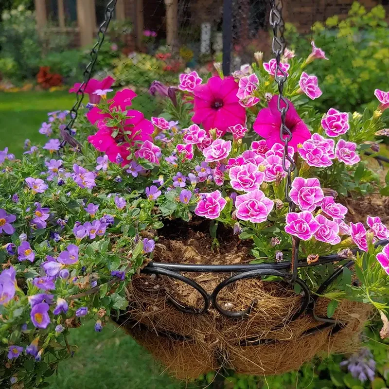 Petunias And Bacopa Petunias And Bacopa