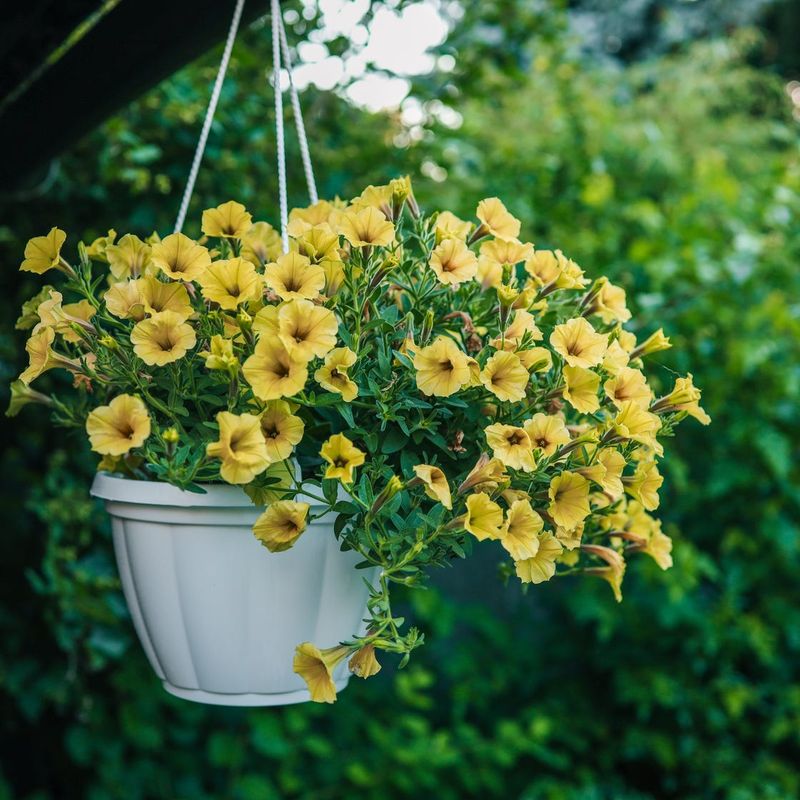Petunias Bloom Longer When Planted After Cold Snaps Pass