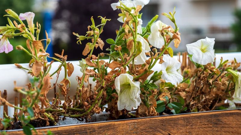Petunias Fade Fast When Summer Heat Builds