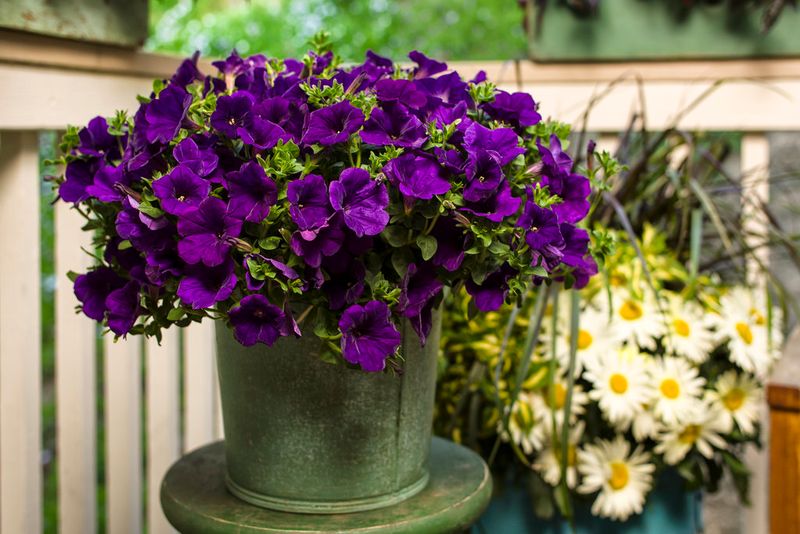 Petunias Fill Containers Fast With Color Petunias Fill Containers Fast With Color