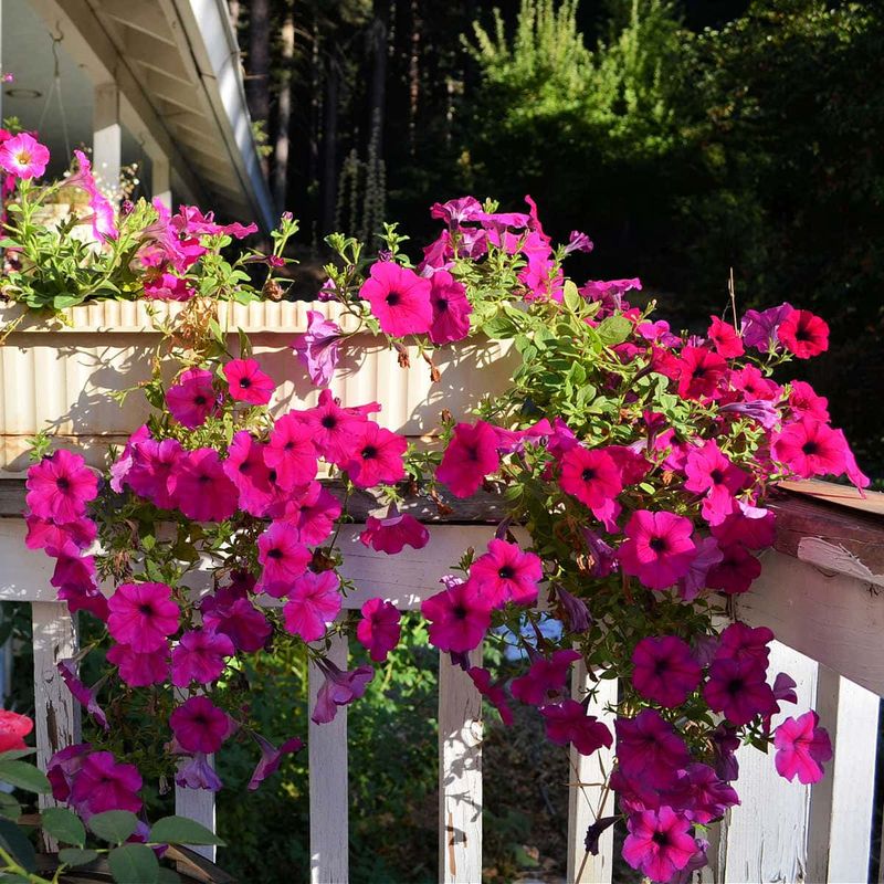 Petunias Help Bare Spaces Look Fuller Fast