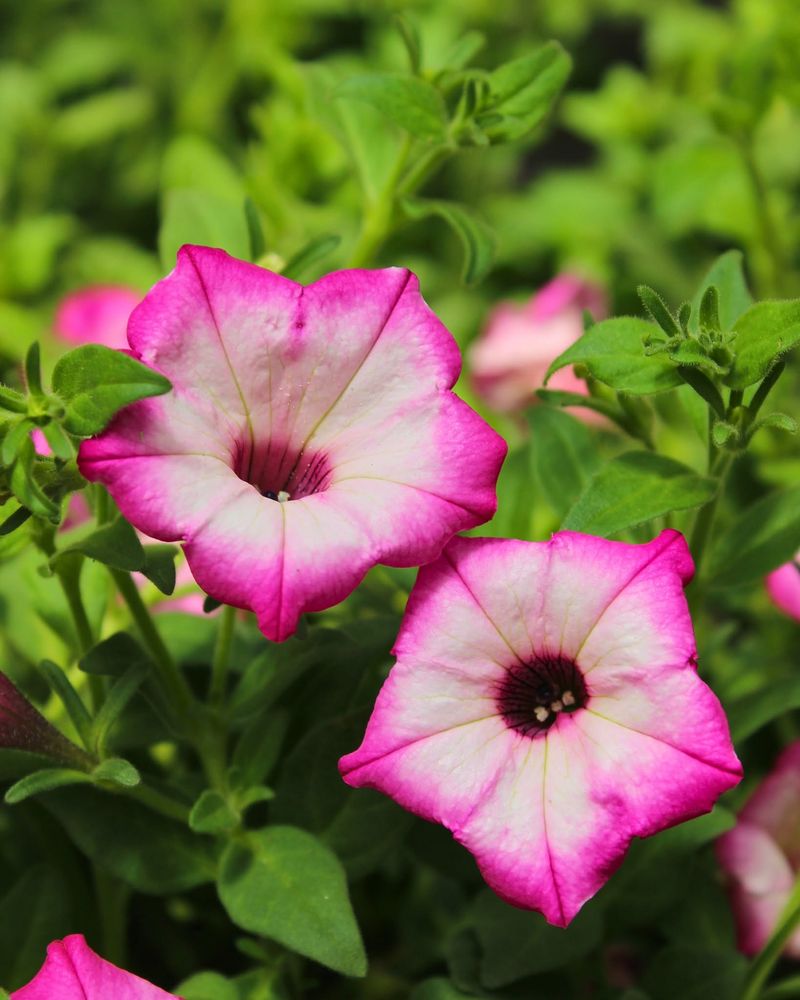 Petunias Rebound Fast Once Leggy Stems Are Removed