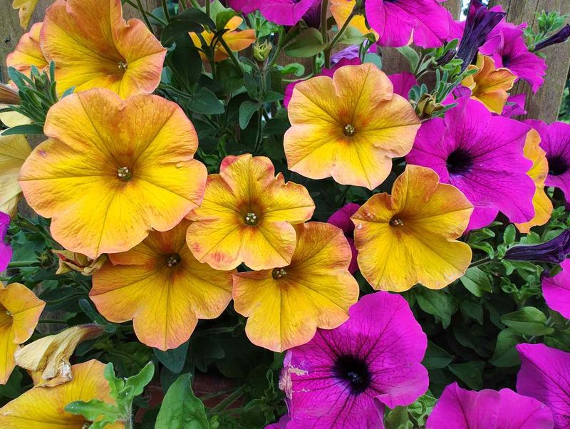 Petunias Refresh Nicely After A Light Trim