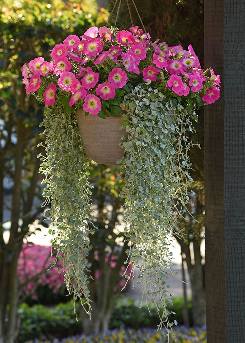 Petunias & Silver Falls Dichondra Petunias & Silver Falls Dichondra