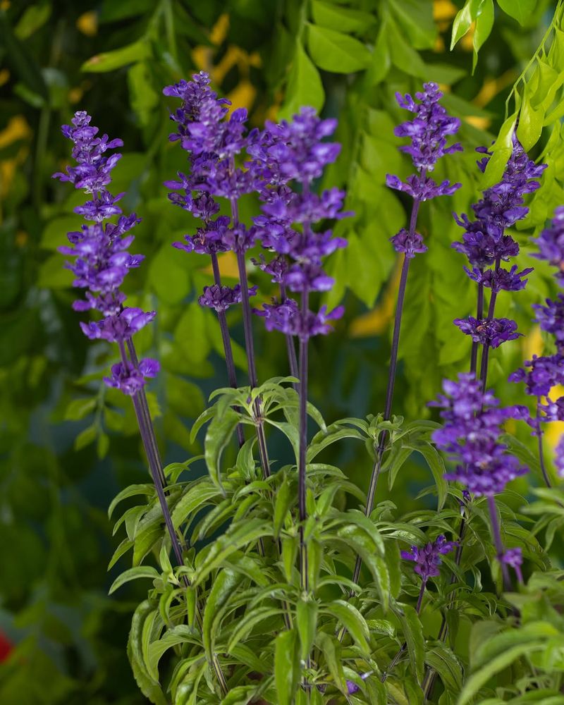 Salvia