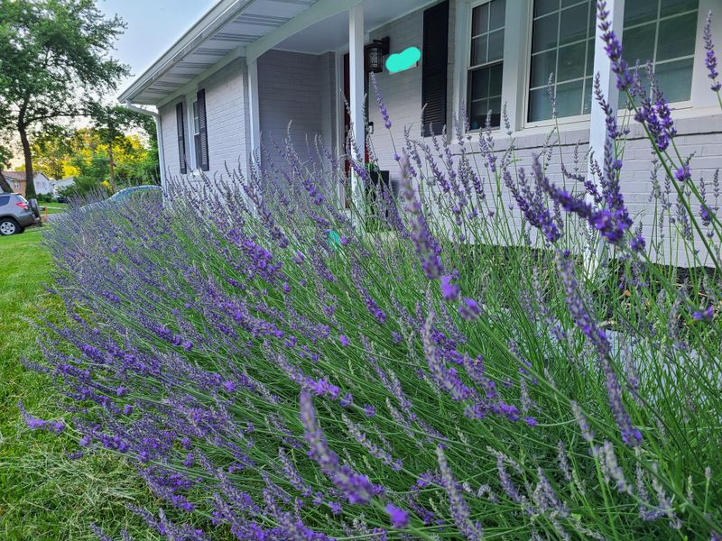 Phenomenal Lavender Adjusts To Harsh Summer Conditions More Easily Phenomenal Lavender Adjusts To Harsh Summer Conditions More Easily