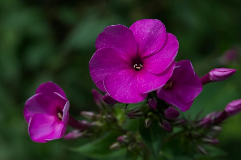 Phlox