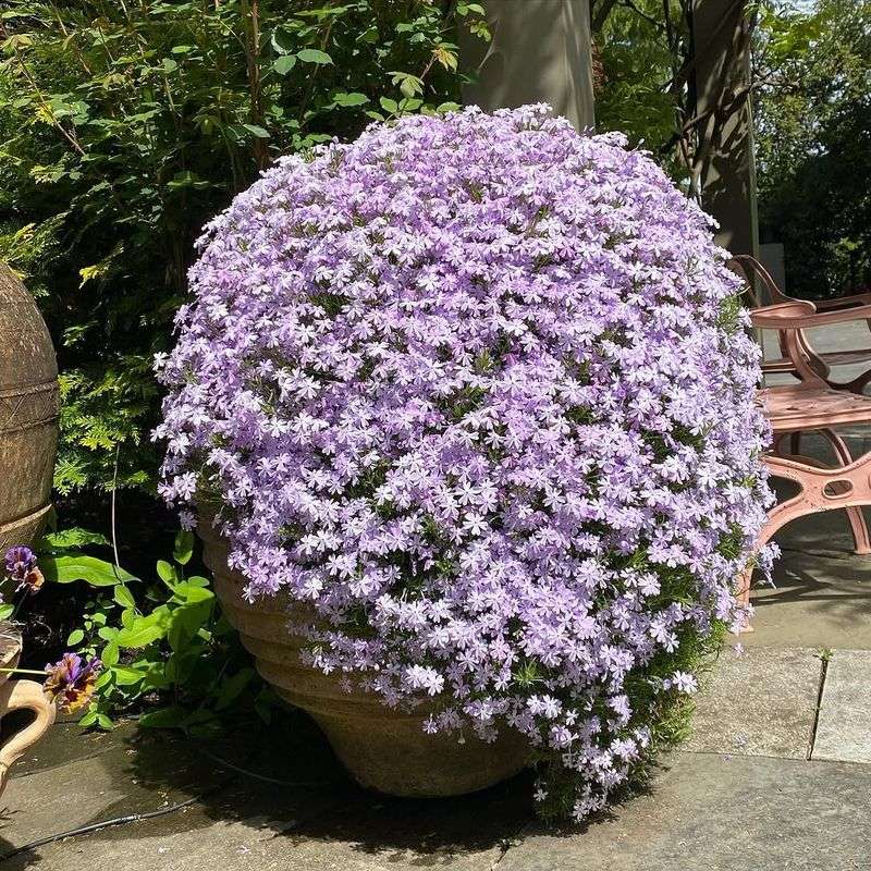 Phlox Adds Full Summer Color To Containers