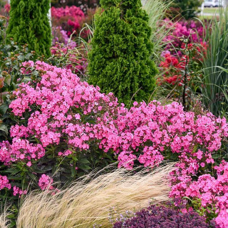 Phlox Fills Beds With Color And Fragrance Phlox Fills Beds With Color And Fragrance