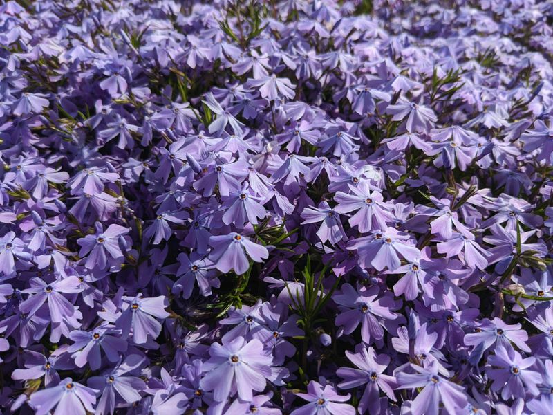 Phlox Stolonifera