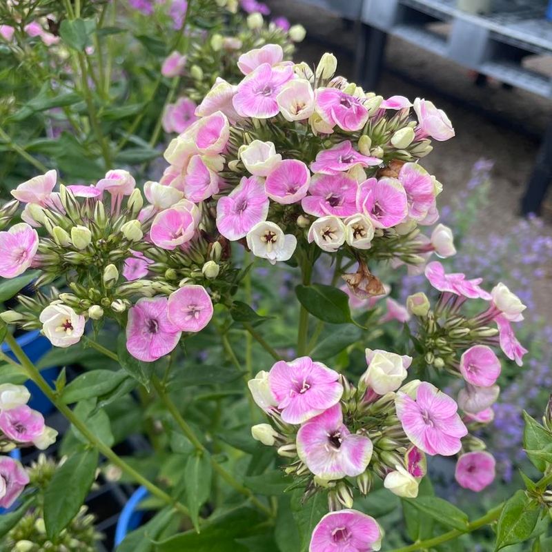 Phlox