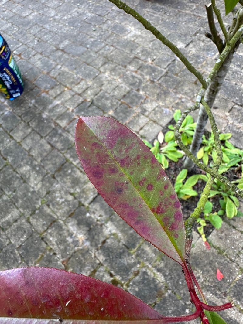 Photinia Often Looks Rough Once Leaf Spot Shows Up