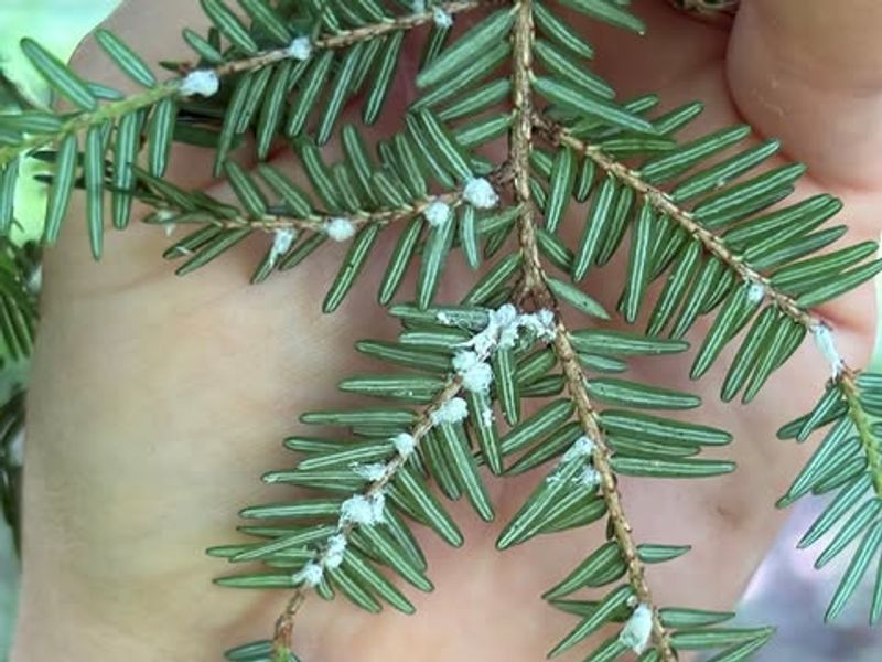 Photograph Suspected Hemlock Woolly Adelgid Instead Of Carrying Branch Samples