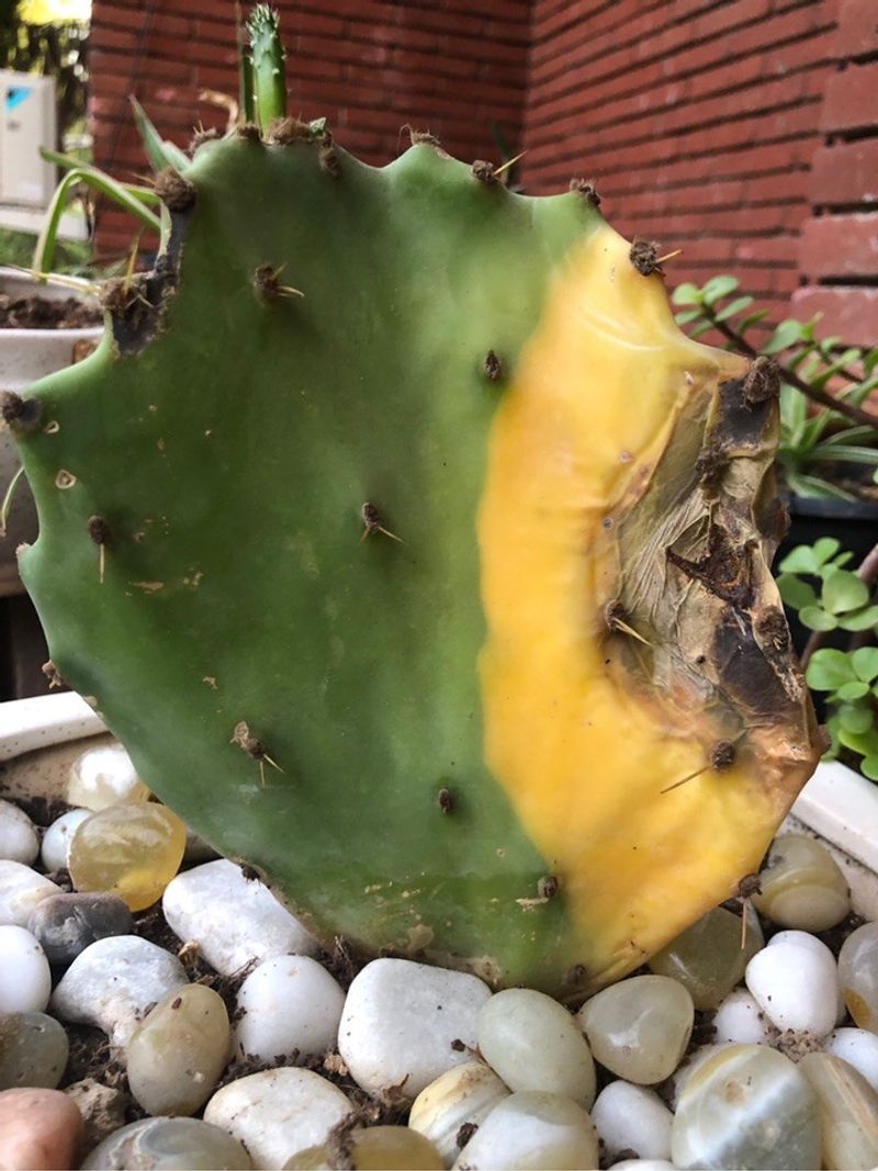 Physical Damage Can Invite Rot Problems Physical Damage Can Invite Rot Problems