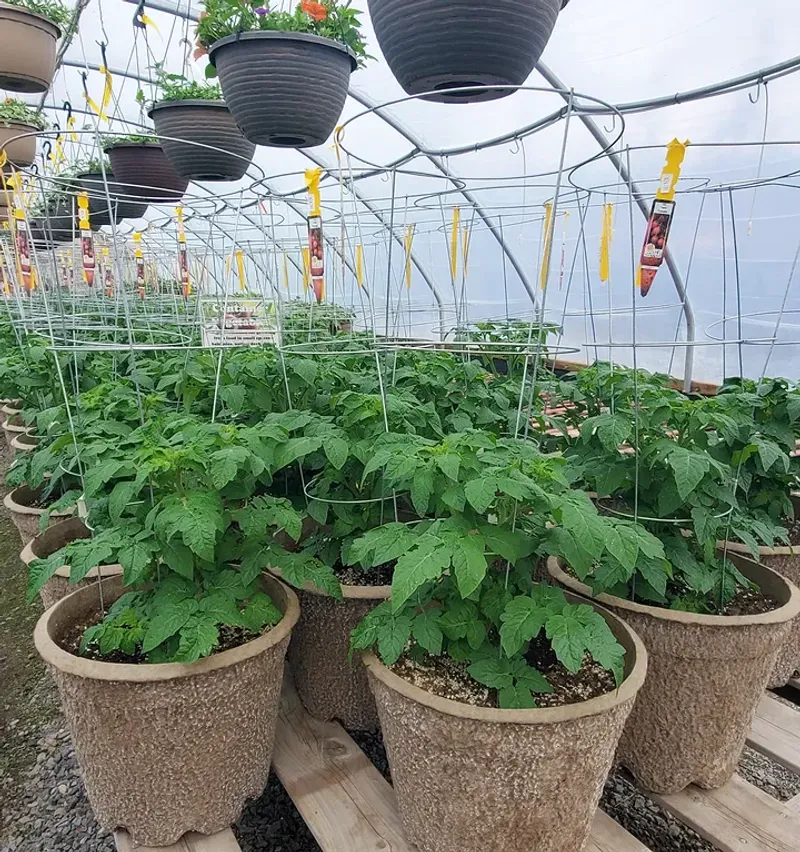 Pick A Big Pot Before The Roots Crowd Up
