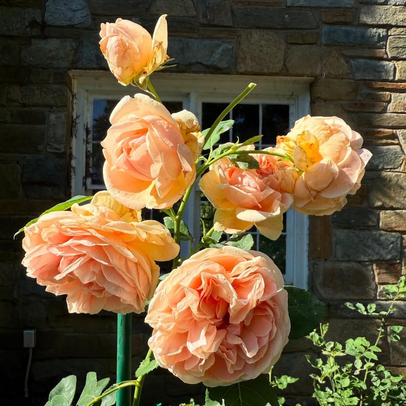 Pick A Heat-Smart Rose