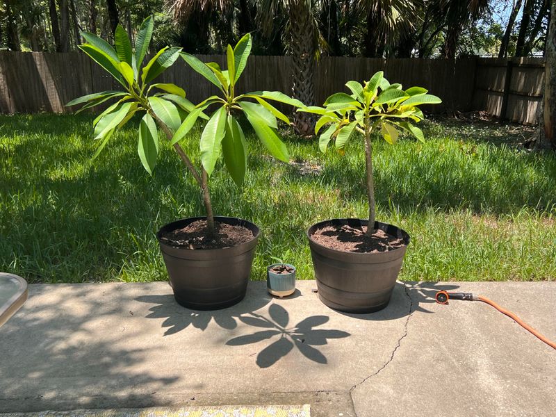 Pick A Sunny Patio Spot