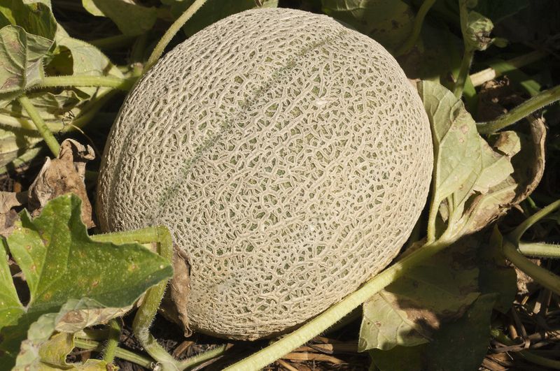 Pick At Full Slip Before Overripe Fruit Cracks