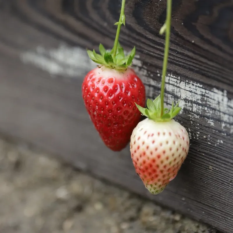 Pick California-Friendly Varieties