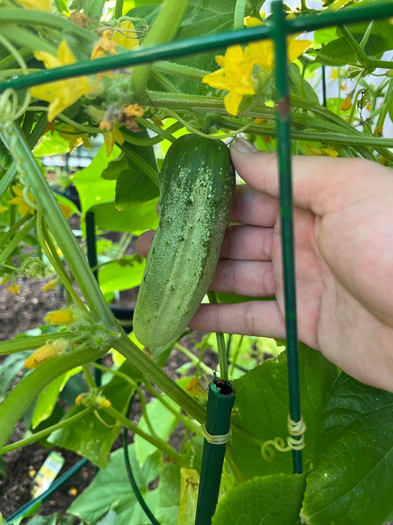 Pick Cucumbers Often Before The Vines Slow Down