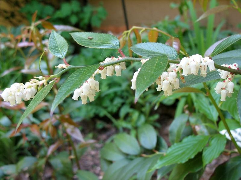 Pick Dwarf Shrubs That Need Light Touch Ups