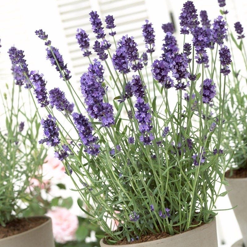 Pick English Lavender For Better Ohio Cold Tolerance