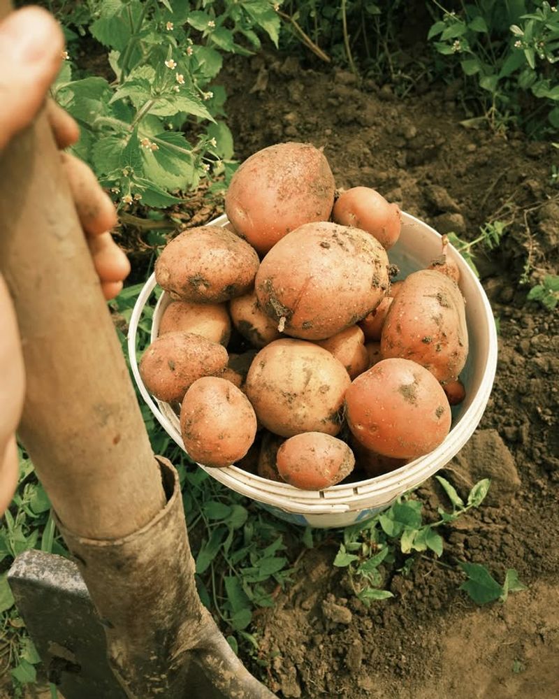 Pick Fast Growing Potato Types That Do Well In Warm Weather