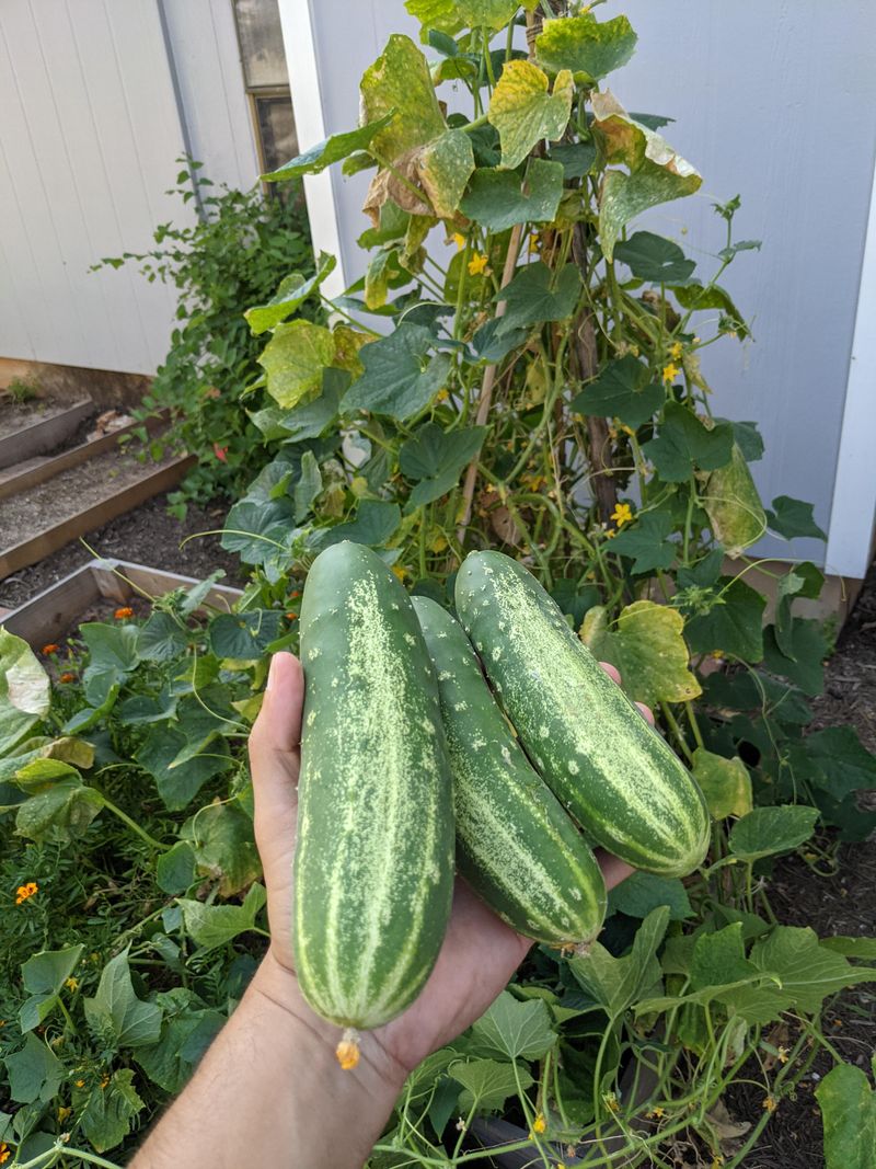 Pick Often So The Vines Keep Producing Pick Often So The Vines Keep Producing