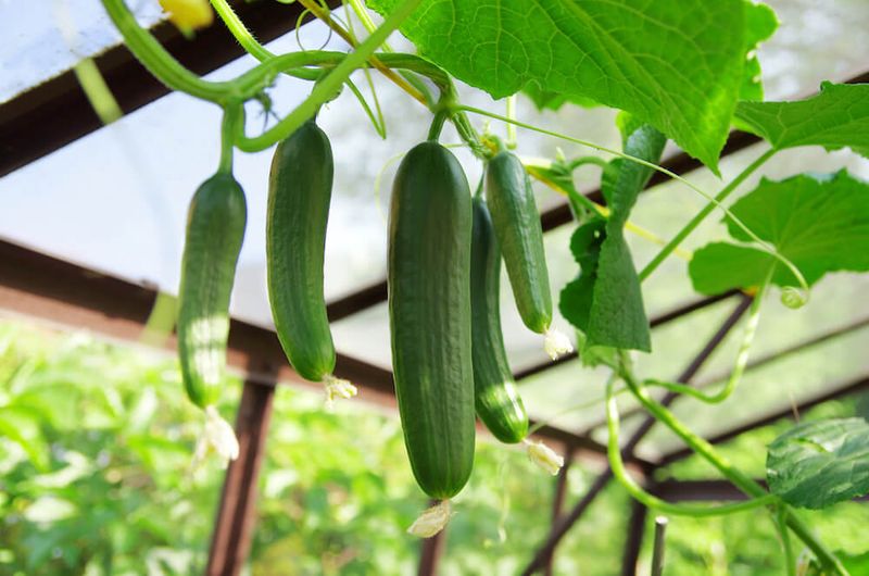 Pick Often To Keep New Cucumbers Coming