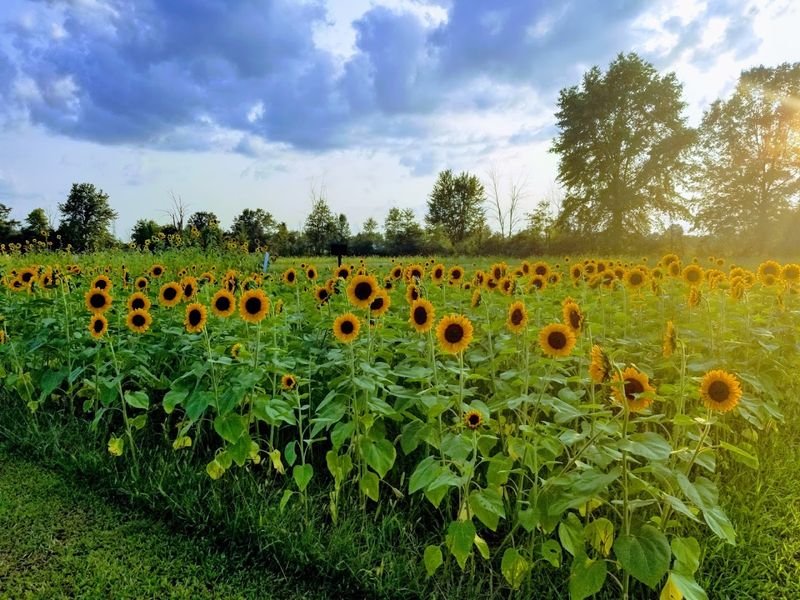 Pick Spring Color At JK Orchard And Farm Pick Spring Color At JK Orchard And Farm