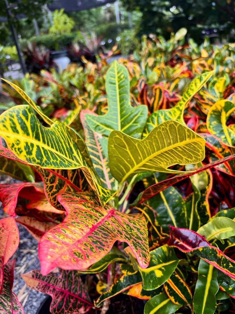 Pick The Right Light For Leaf Color