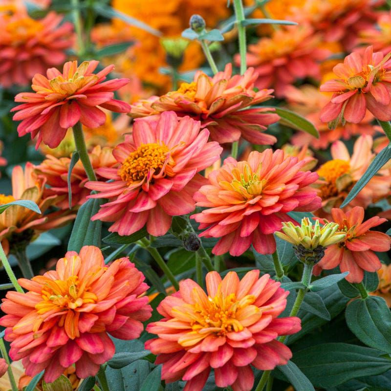Pick The Right Zinnia Type Before You Plant
