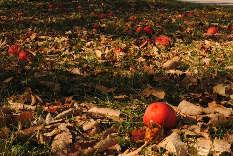 Pick Up Fallen Fruit And Harvest Vegetables Promptly