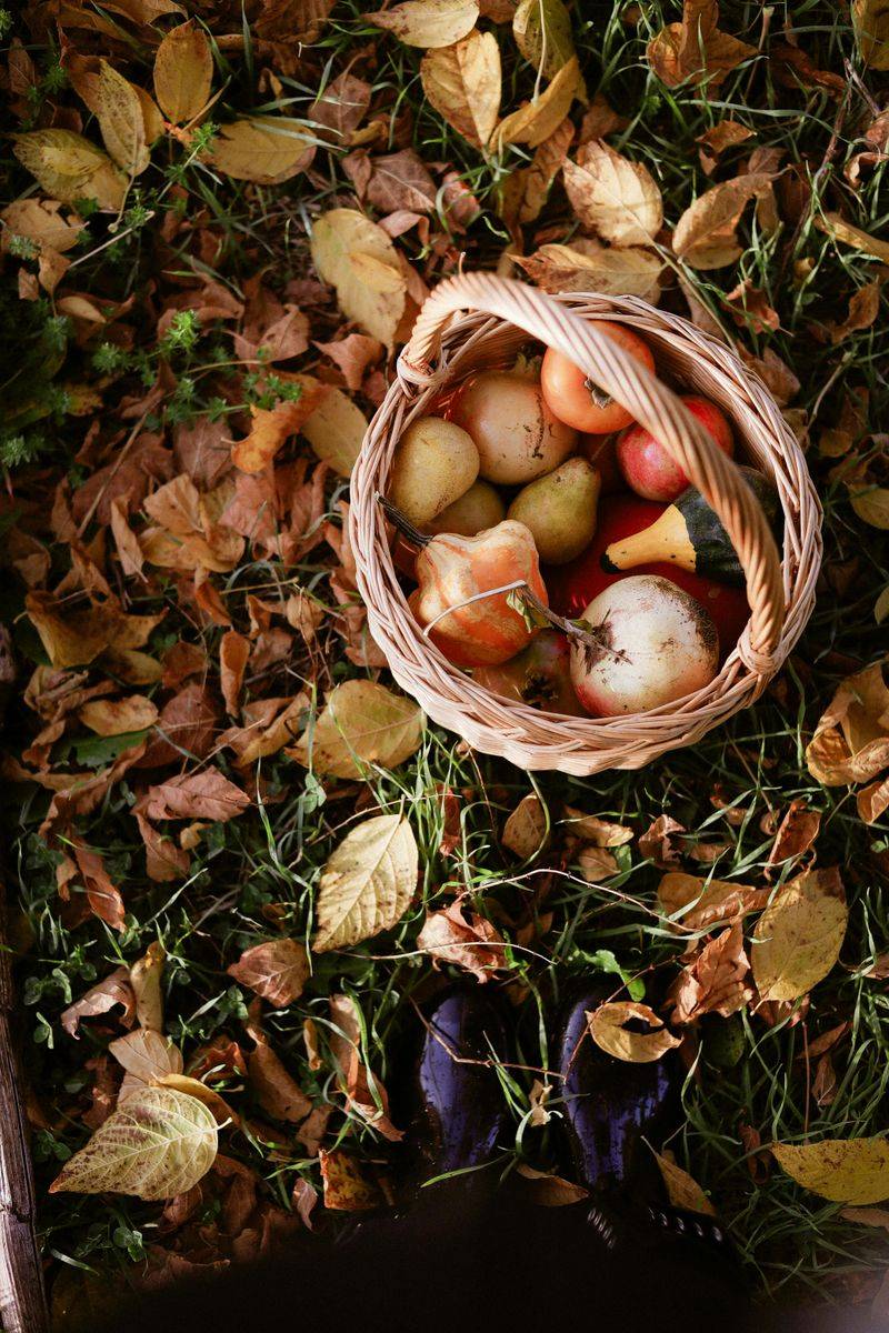 Pick Up Fallen Fruit From The Ground Regularly Pick Up Fallen Fruit From The Ground Regularly