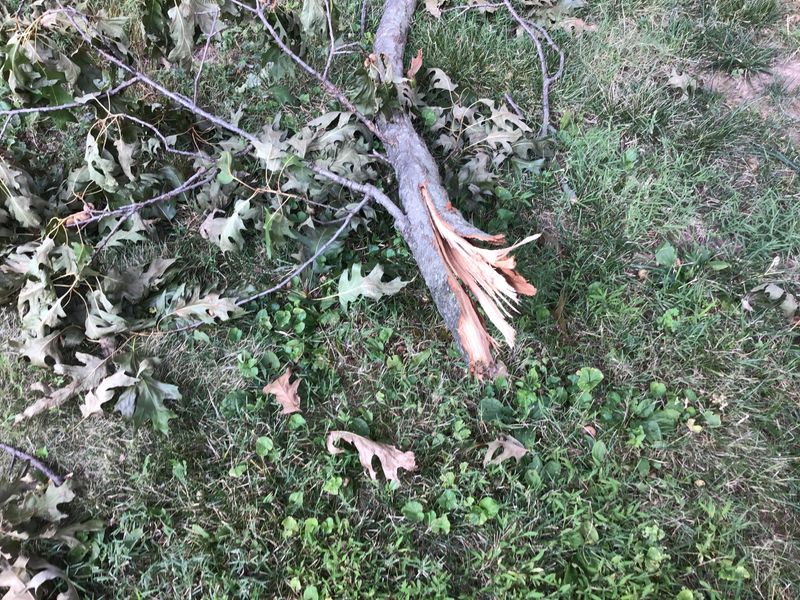 Pick Up Fallen Twigs And Branches