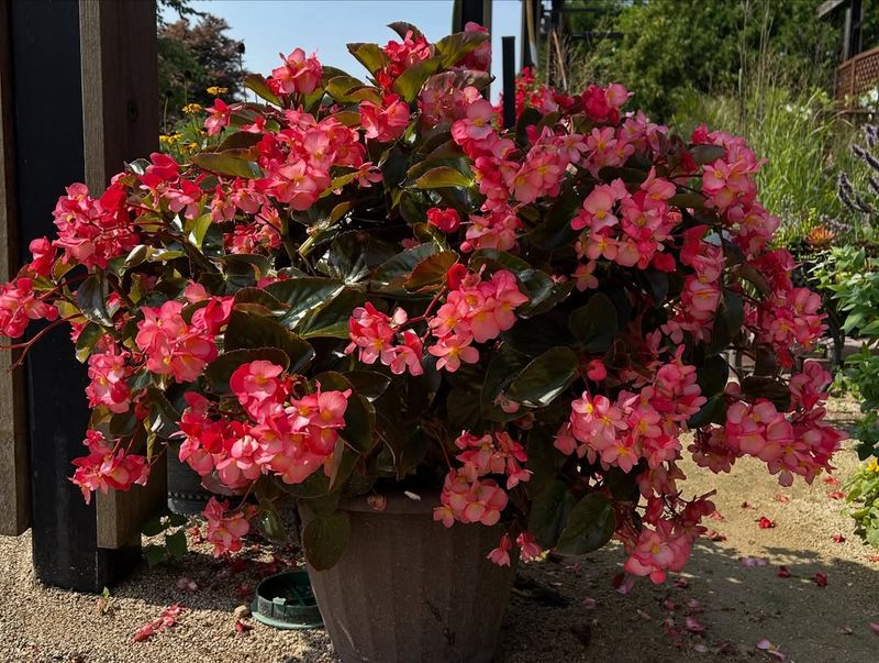 Pick Whopper Begonias For Bright Shade Pots