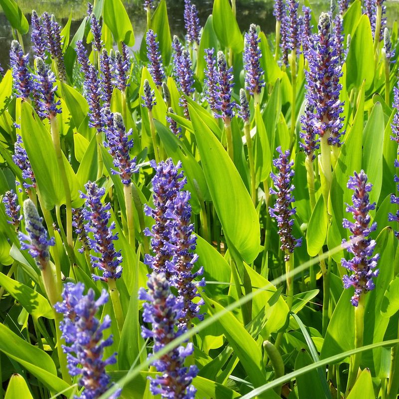 Pickerelweed