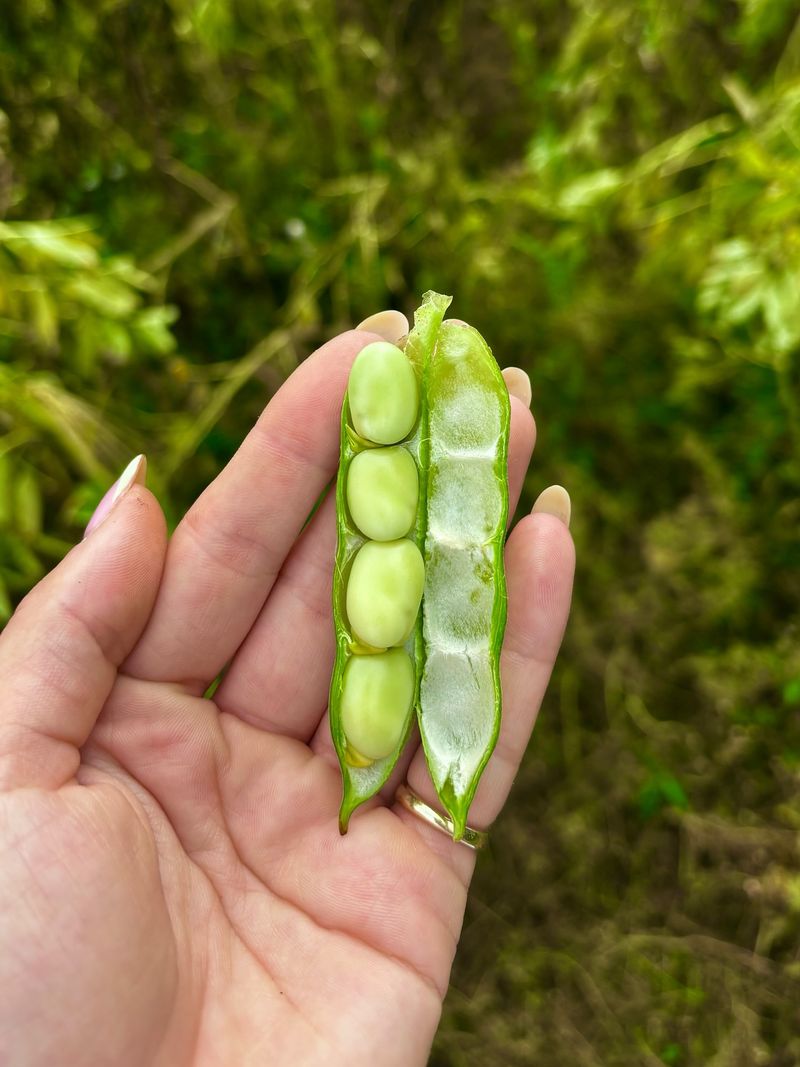 Picking Pods Too Late Picking Pods Too Late