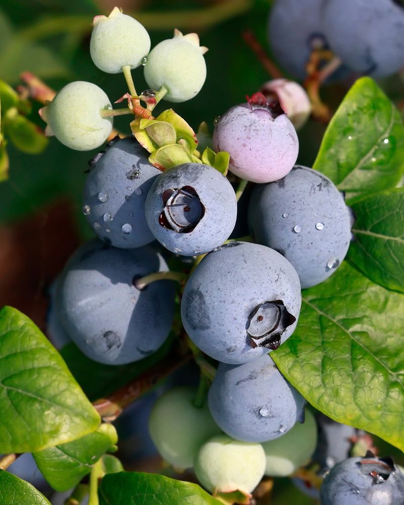 Picking The Wrong Blueberry Varieties For Your Oregon Region