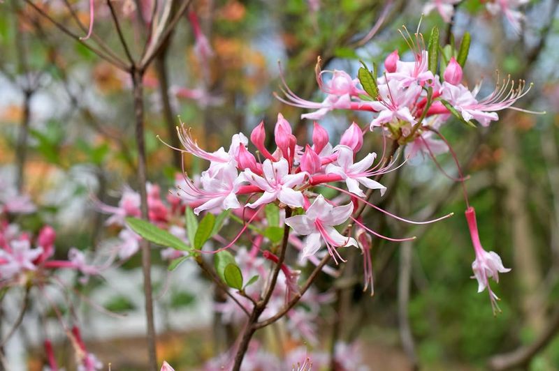 Piedmont Azalea Covers Branches In Bright Color
