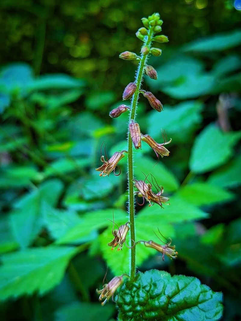 Piggyback Plant