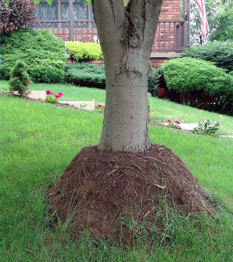 Piling Mulch Against Trees And Palms