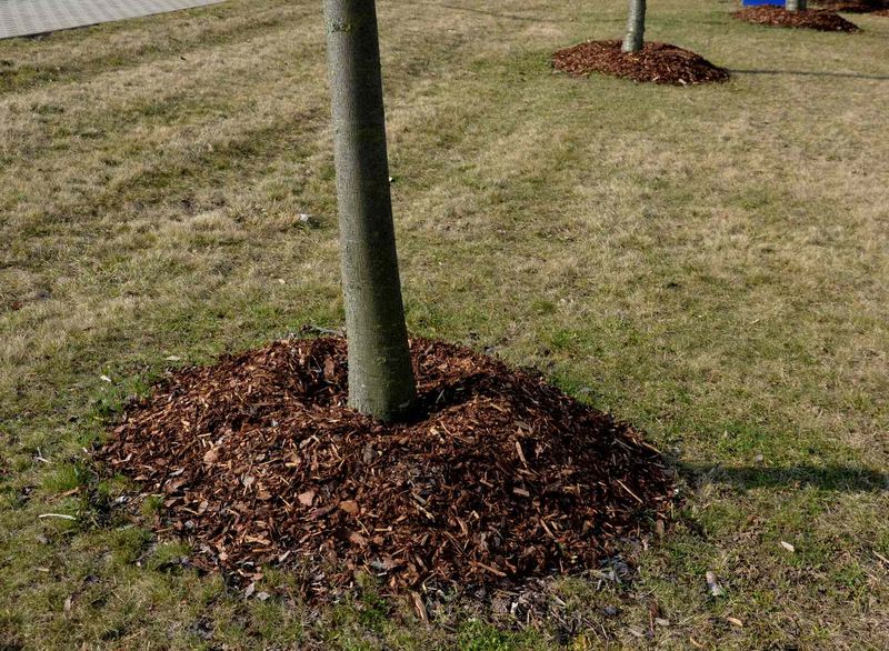 Piling Mulch Against Trunks And Stems Causes Trouble